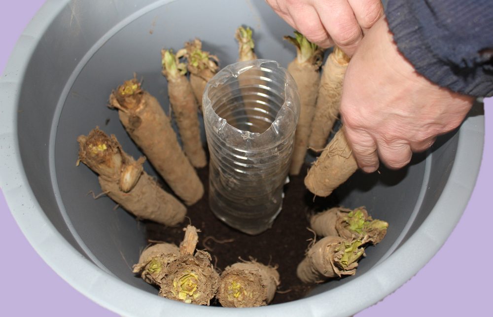 Racines de chicon dans un seau autour d'une bouteille en plastique, collet vers le haut
